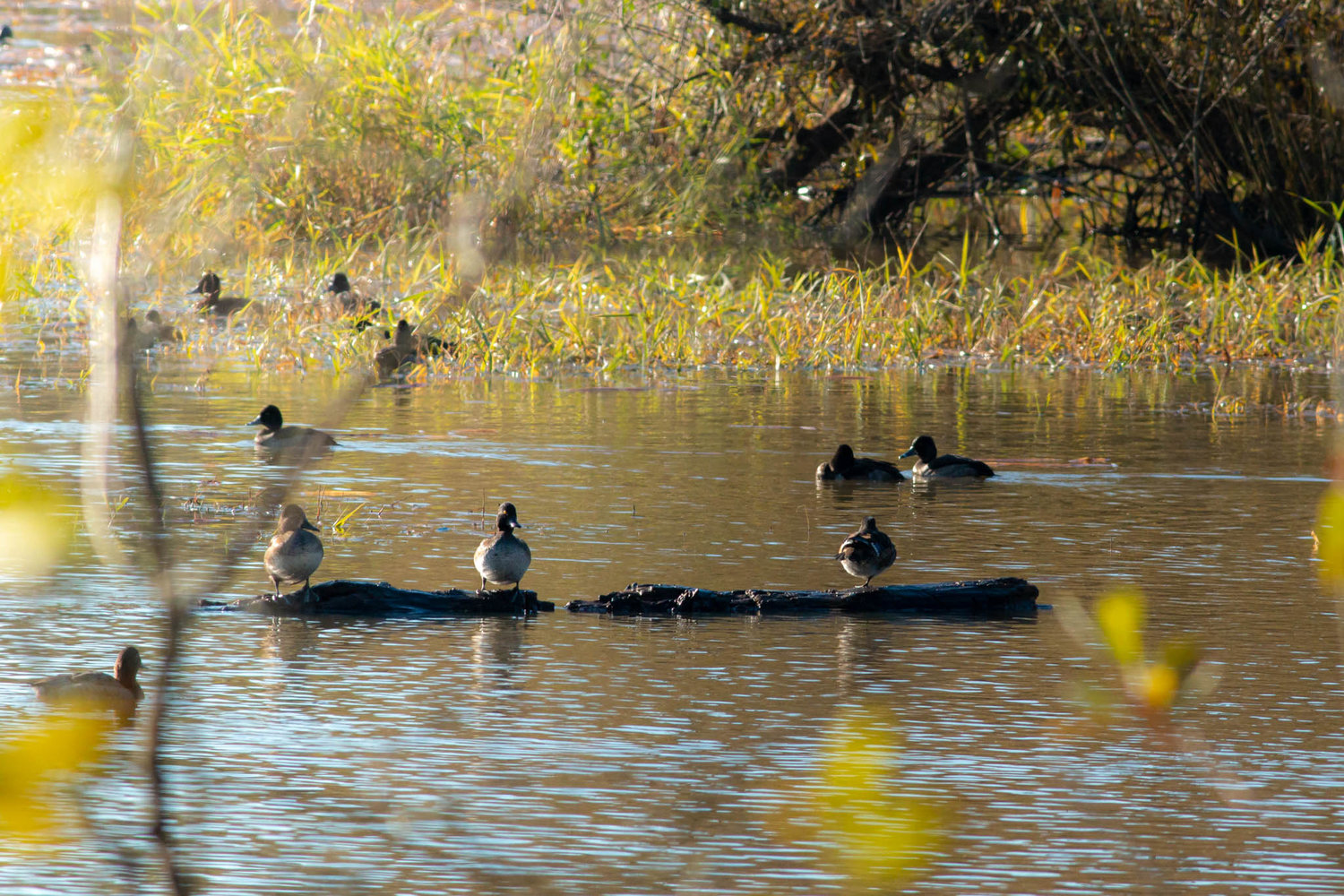 Chronicle staffer Liz Hill captured these photos of waterfowl along the Willapa Hills Trail on Saturday morning.
